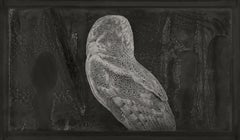 Artifact XIX, Barn Owl by Brad Wilson - Animal portrait photography