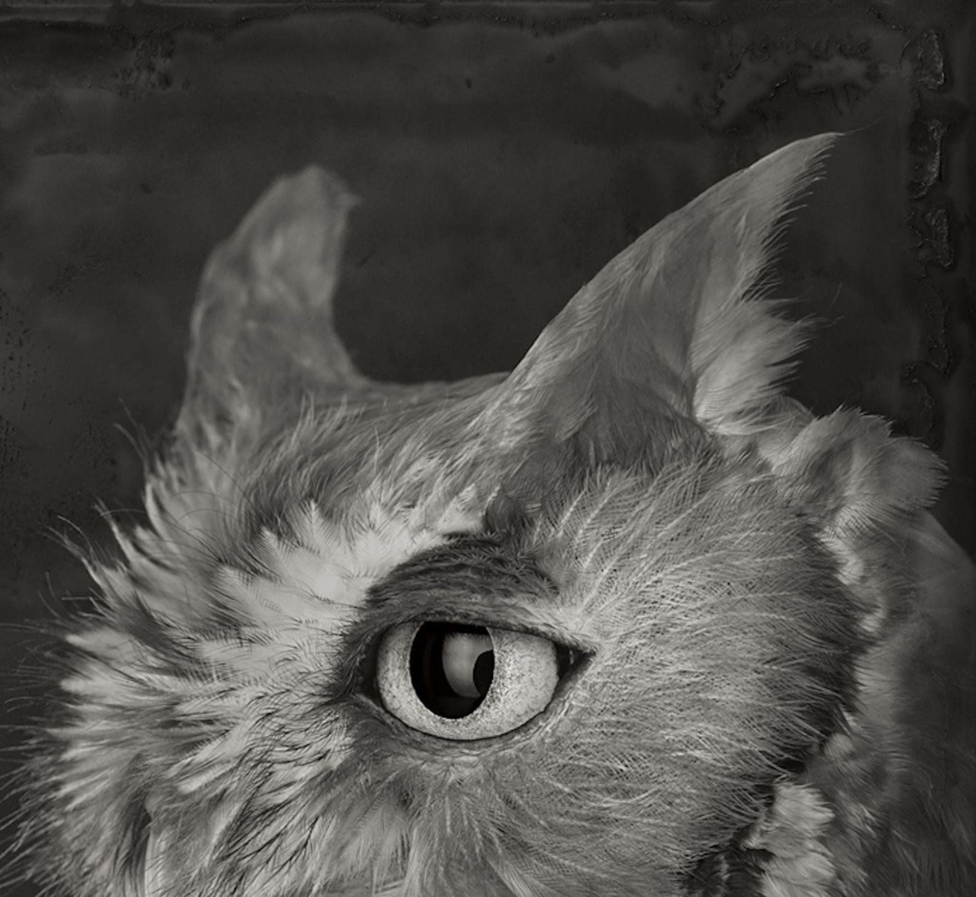 Artifact XXI, Eastern Screech Owl von Brad Wilson – Tierporträtfotografie 2