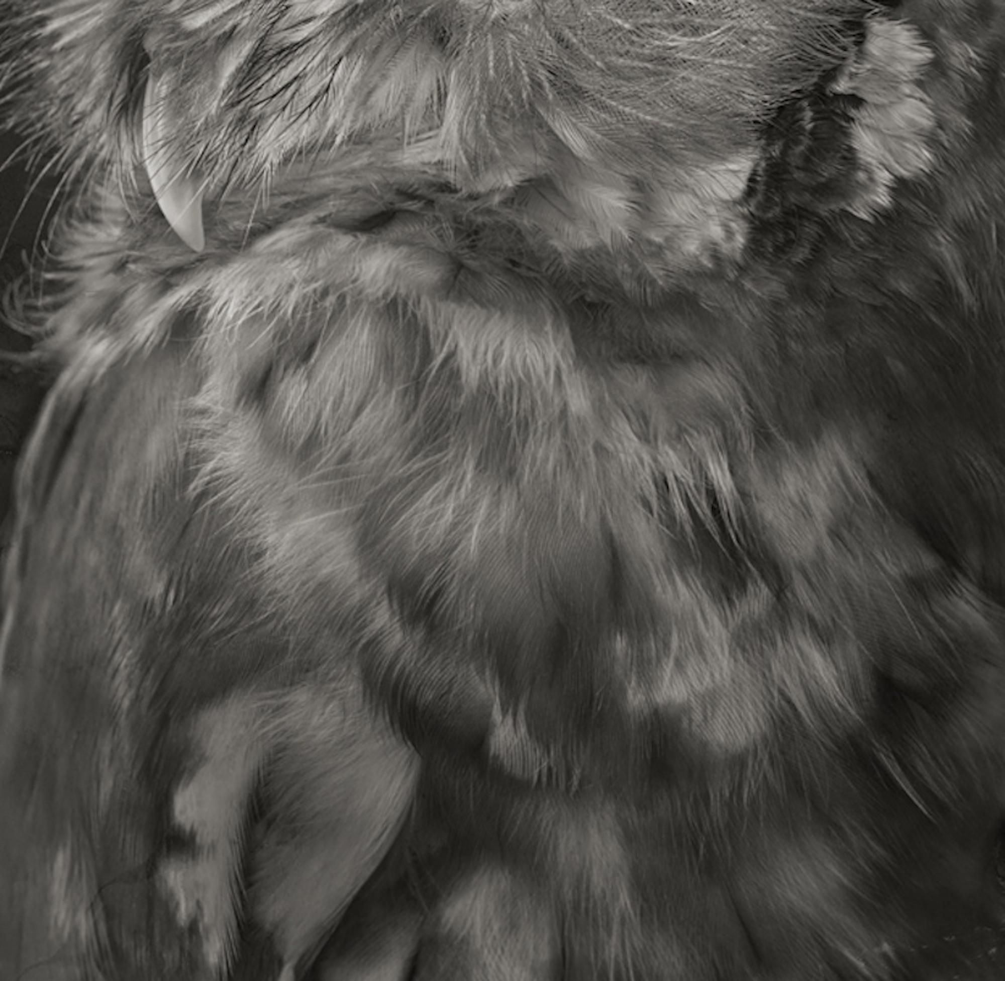 Artifact XXI, Eastern Screech Owl von Brad Wilson – Tierporträtfotografie 3