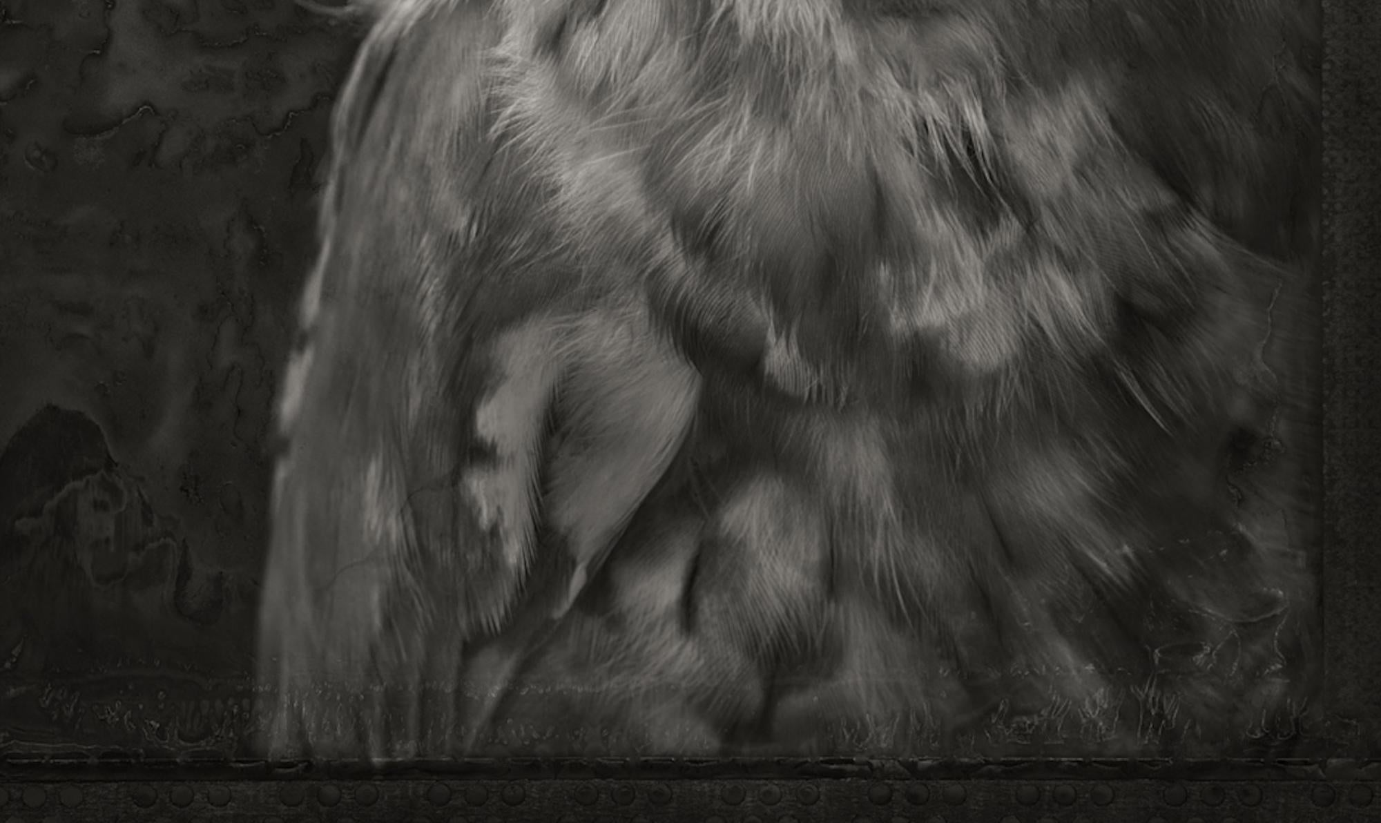 Artifact XXI, Eastern Screech Owl von Brad Wilson – Tierporträtfotografie 4