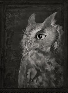 Artifact XXI, Hibou de Screech de l'Est par Brad Wilson - photographie de portrait d'animal