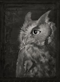 Artifact XXI, Eastern Screech Owl by Brad Wilson - Animal portrait photography