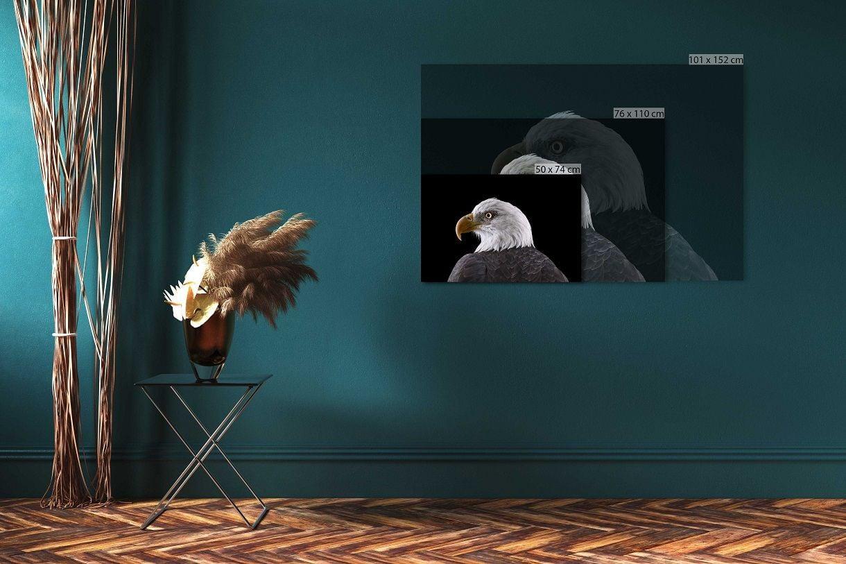 Bald Eagle #1 von Brad Wilson - Tierporträtfotografie, Wild Vogel im Angebot 1