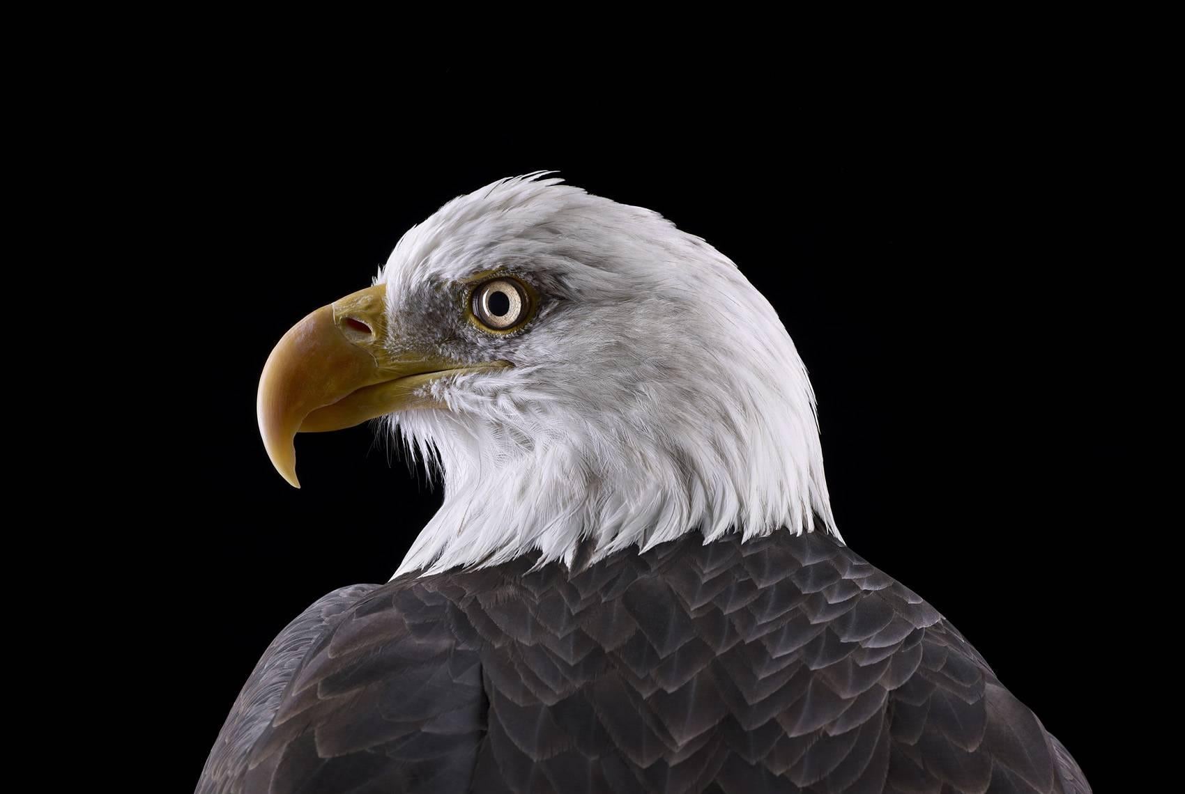 'Bald Eagle #1, St Louis, MO, 2012' is a limited-edition photograph by contemporary artist Brad Wilson from the ‘Affinity’ series which features studio portraits of wild animals. 

This photograph is sold unframed as a print only. It is available in