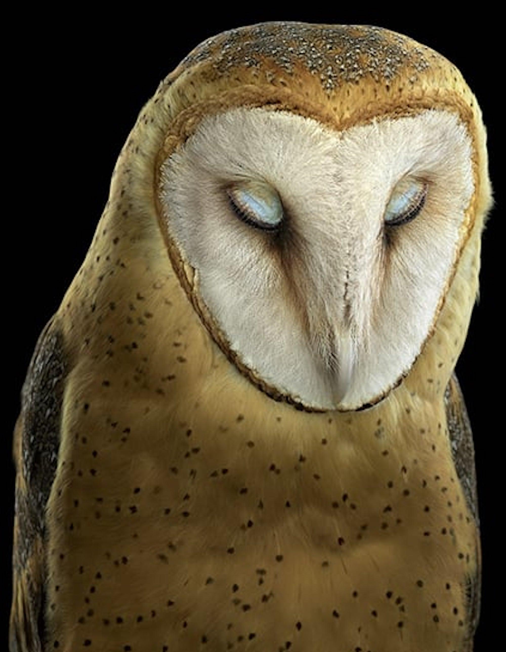 Barn Owl #3 by Brad Wilson - Animal portrait photography, wild bird For Sale 2