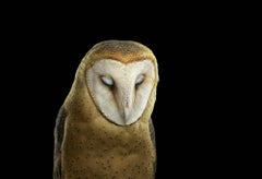 Barn Owl #3 von Brad Wilson – Tierporträtfotografie, Wild Vogel