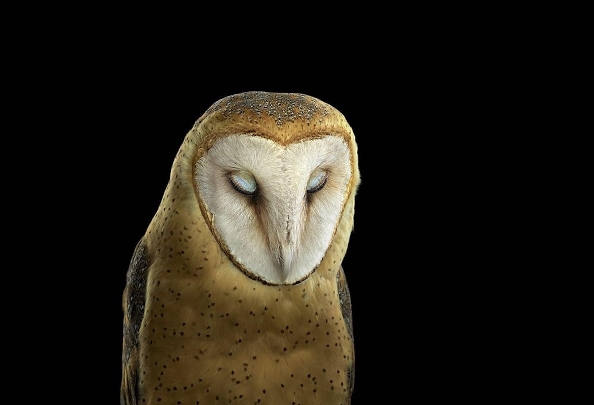 
Barn Owl #3, St Louis, MO, 2012
 is a limited-edition photograph by contemporary artist Brad Wilson from the ‘Affinity’ series which features studio portraits of wild animals. 

This photograph is sold unframed as a print only. It is available in 4