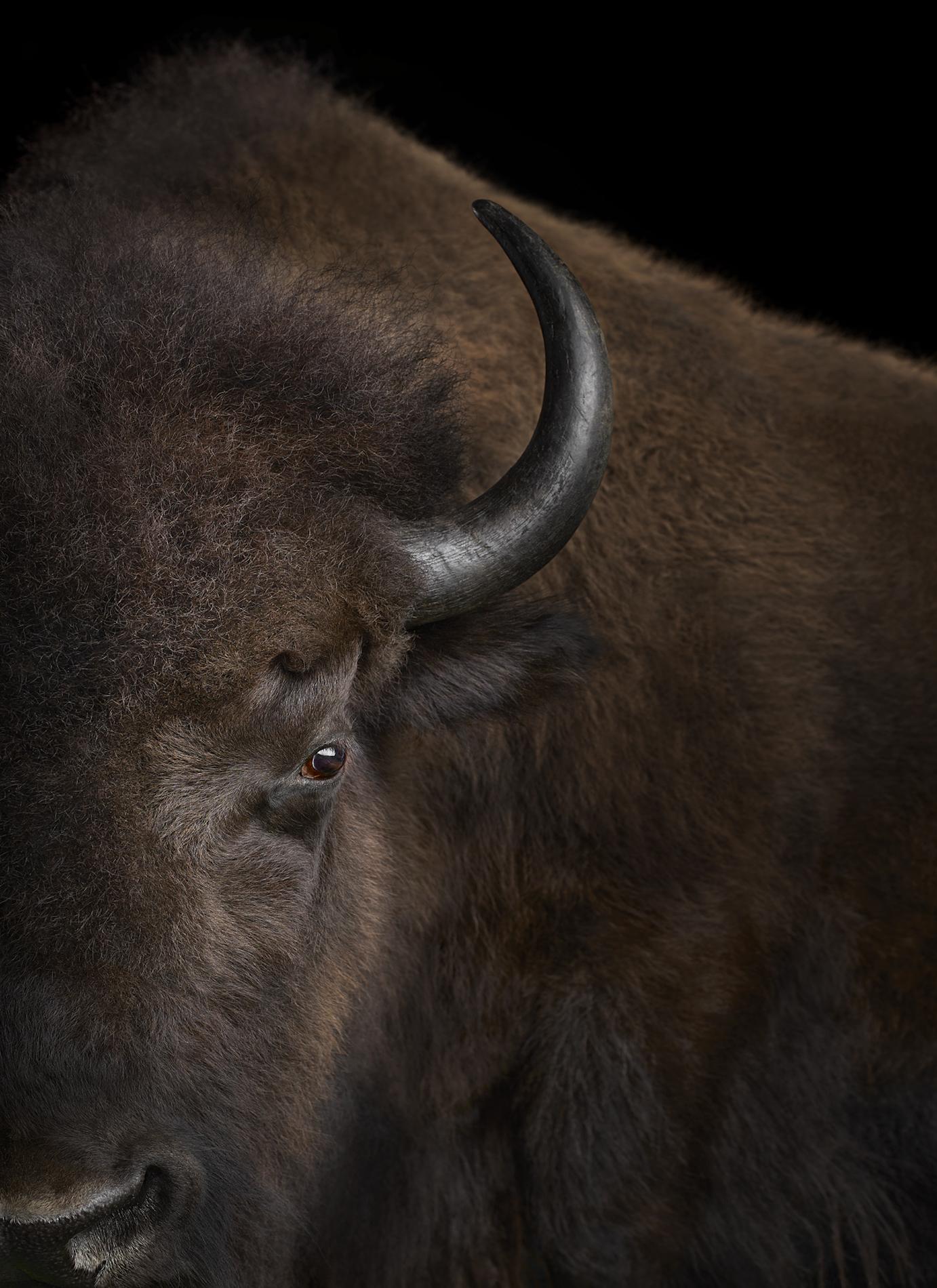 
Buffalo #3, Santa Fe, New Mexico, USA, 2019
 is a limited-edition photograph by contemporary artist Brad Wilson from the ‘Affinity’ series which features studio portraits of wild animals. 

This photograph is sold unframed as a print only. It is