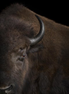 Bison #3, Santa Fe, New Mexico, USA 2019 by Brad Wilson - Animal photography
