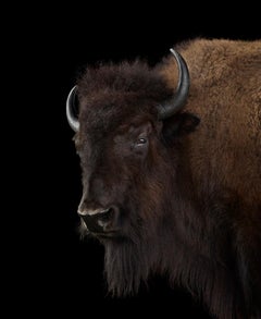 Buffalo n°1, édition limitée, photographie à l'encre pigmentaire d'archives, signée et numérotée