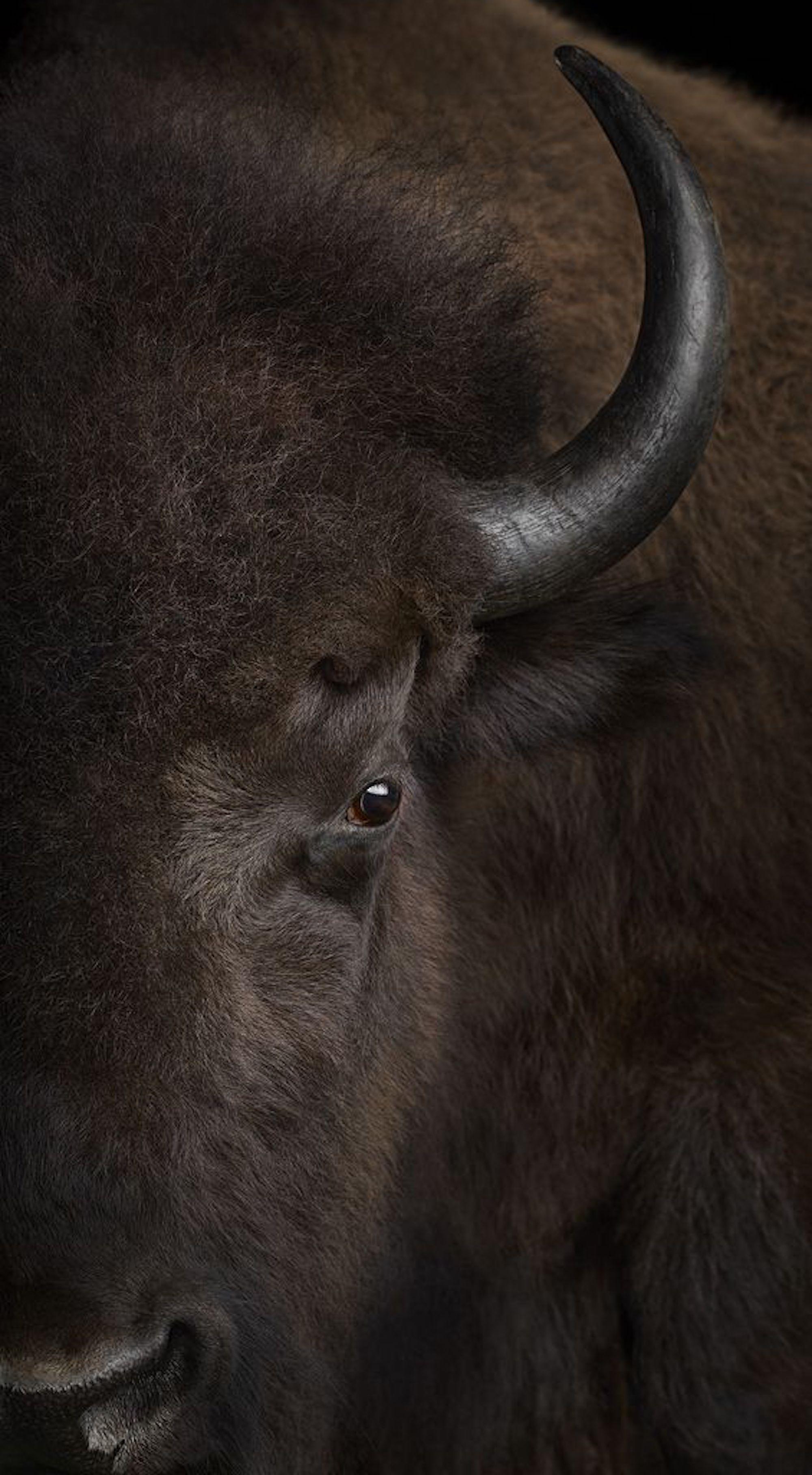 Bisonte #3, Santa Fe, New Mexico, USA 2019 di Brad Wilson - Fotografia di animali in vendita 2