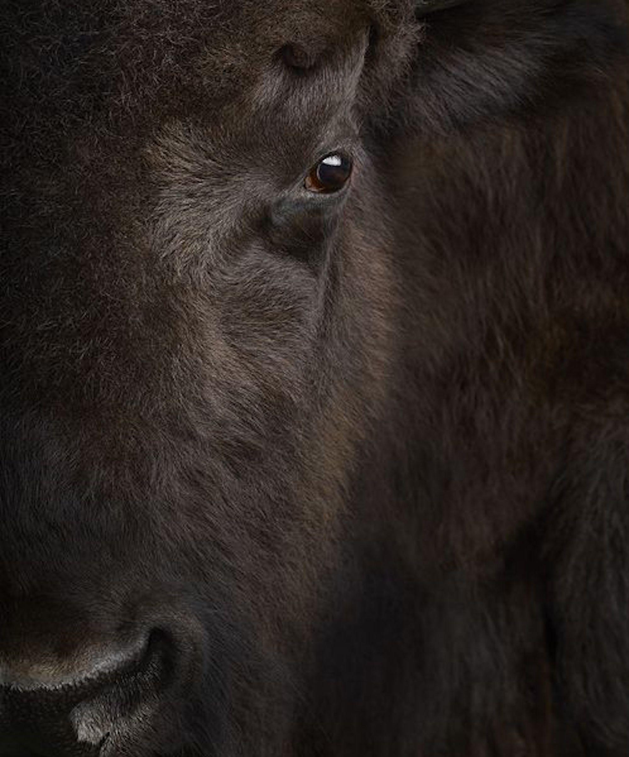 Bisonte #3, Santa Fe, New Mexico, USA 2019 di Brad Wilson - Fotografia di animali in vendita 3