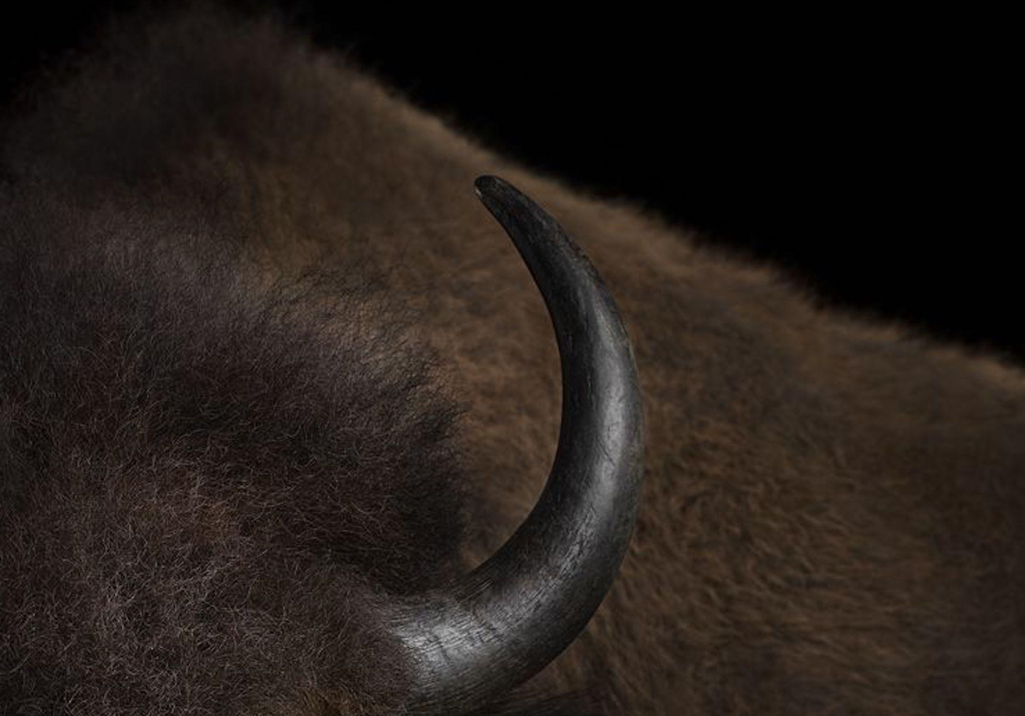 Bisonte #3, Santa Fe, New Mexico, USA 2019 di Brad Wilson - Fotografia di animali in vendita 4