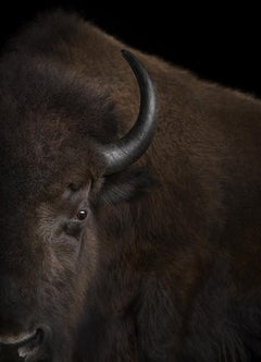 Buffalo #3, Santa Fe, New Mexico, USA, 2019 von Brad Wilson – Tierfotografie