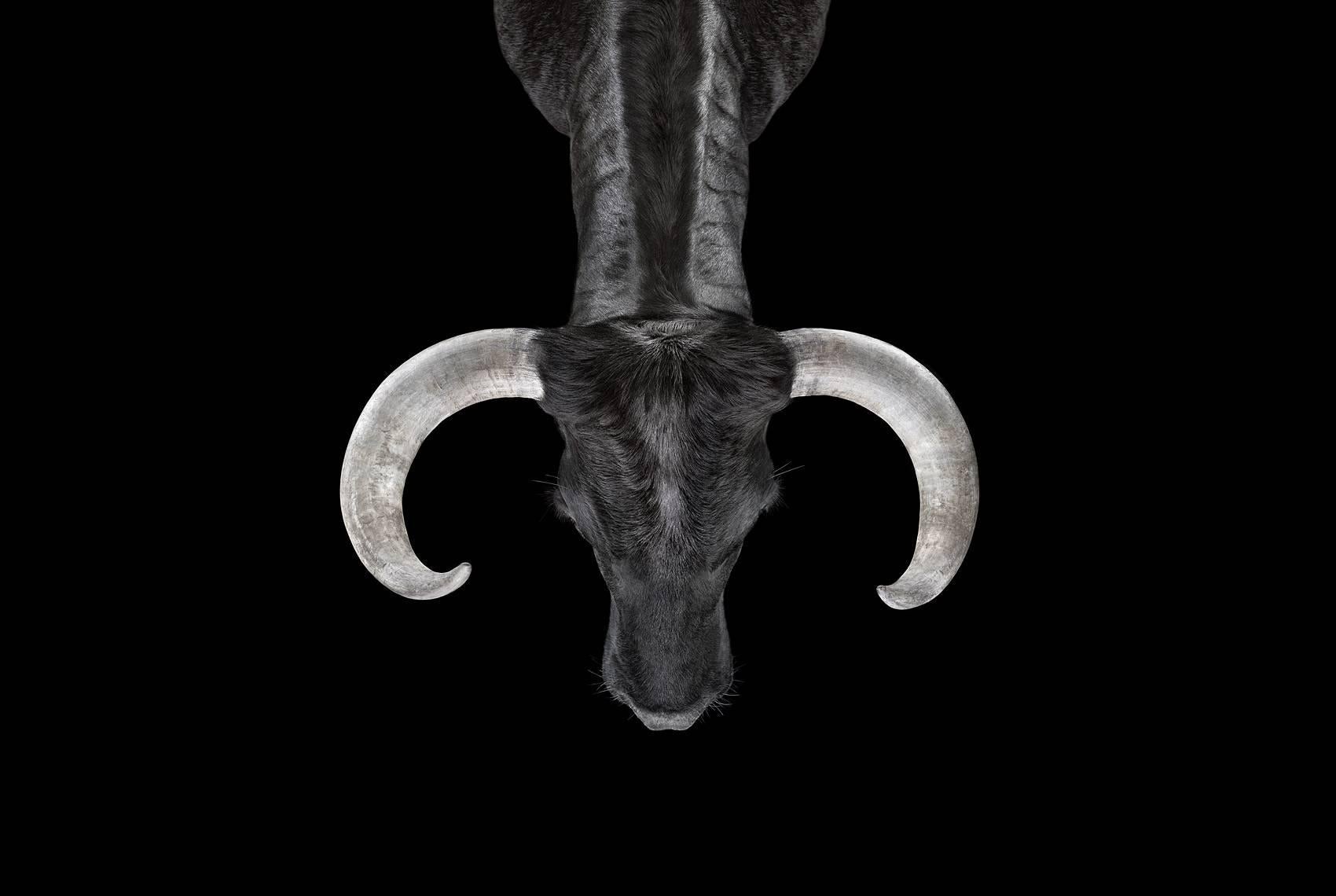 'Bull #2, Los Angeles, CA, 2011' is a limited-edition photograph by contemporary artist Brad Wilson from the ‘Affinity’ series which features studio portraits of wild animals. 

This photograph is sold unframed as a print only. It is available in 4