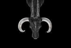 Bull #2 von Brad Wilson – Tierporträtfotografie