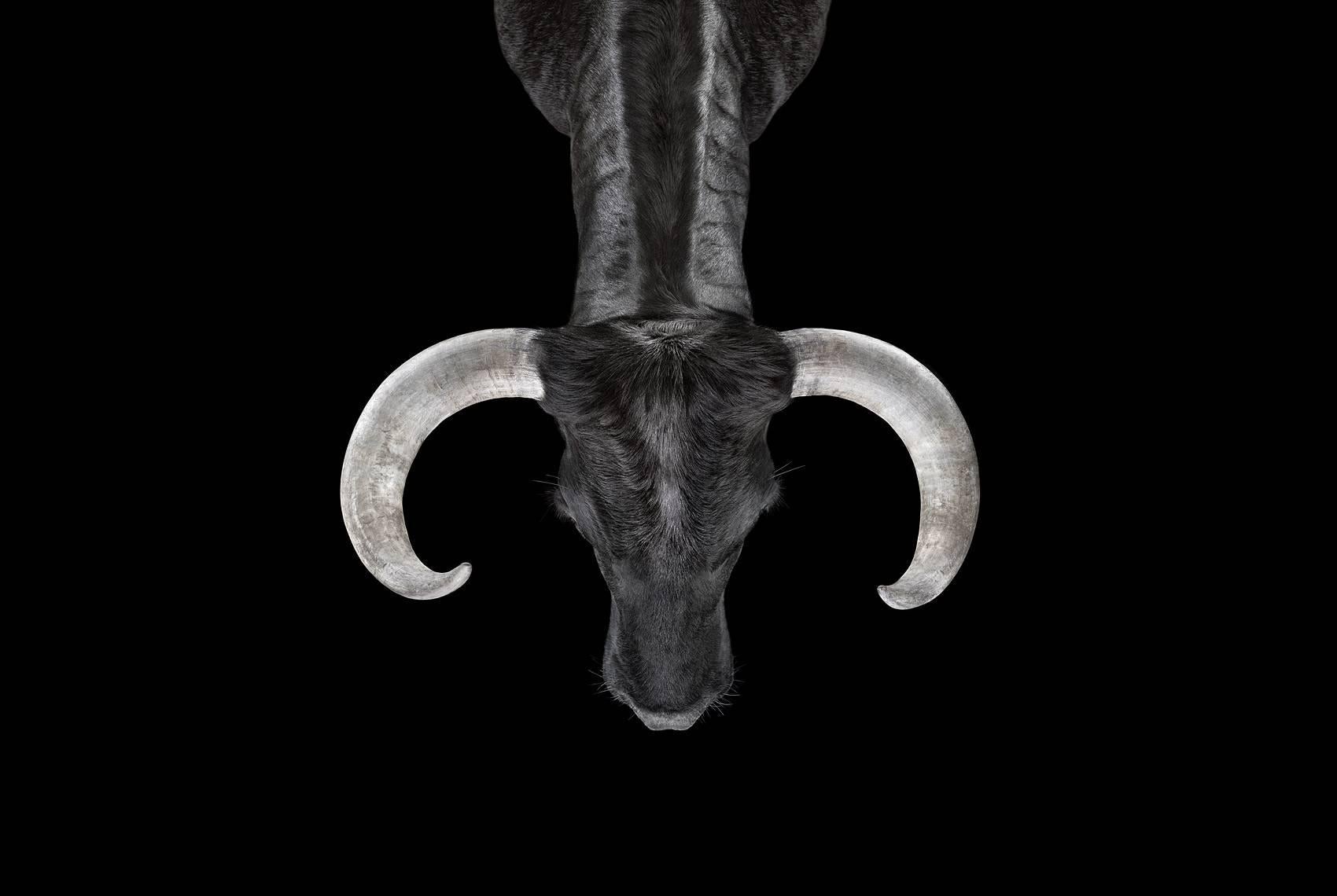 
Bull #2, Los Angeles, CA, 2011
 is a limited-edition photograph by contemporary artist Brad Wilson from the ‘Affinity’ series which features studio portraits of wild animals. 

This photograph is sold unframed as a print only. It is available in 4