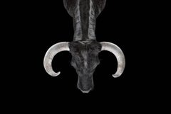 Bull #2 by Brad Wilson - Animal portrait photography
