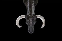 Bull #2 par Brad Wilson - Photographie de portrait d'animaux