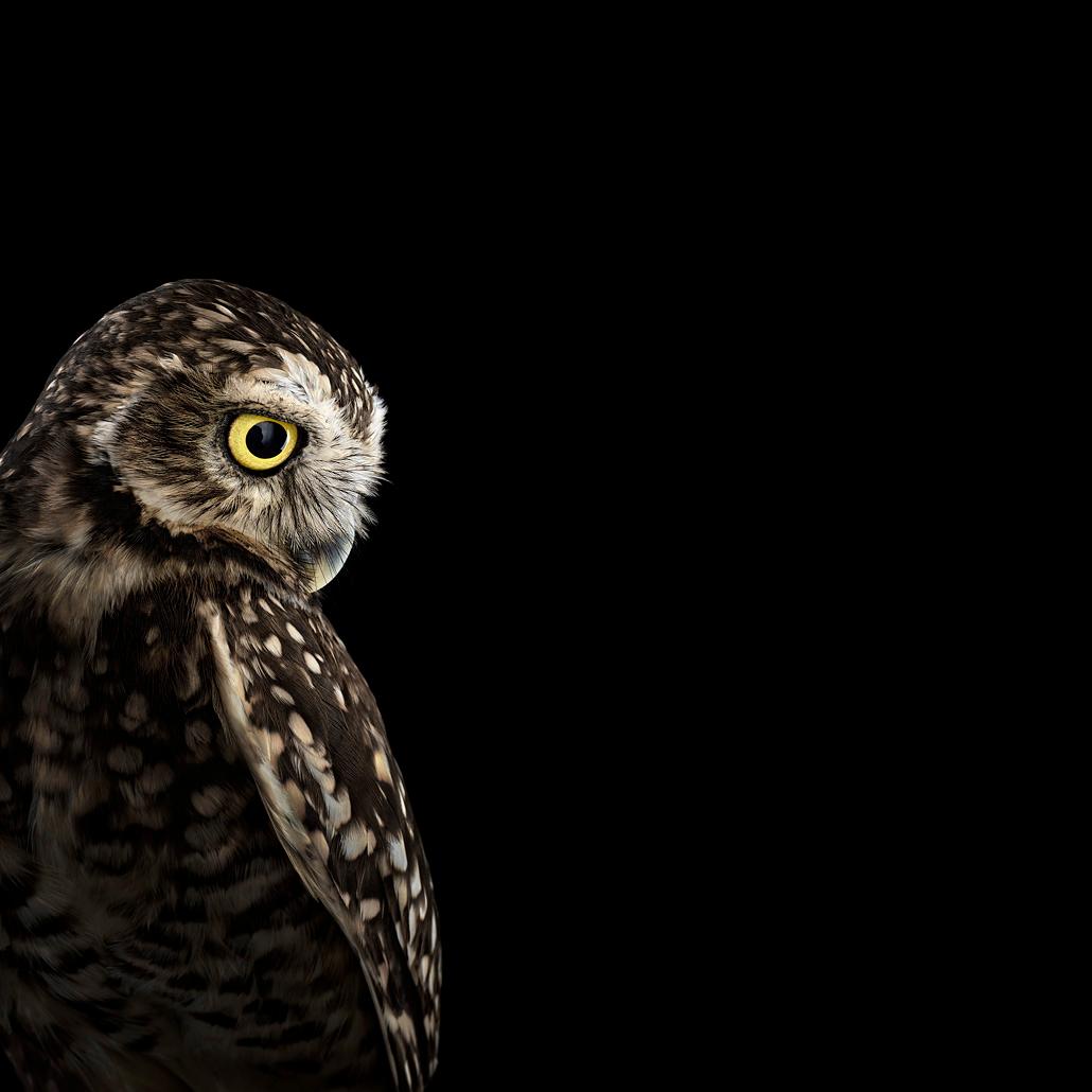 Brad Wilson Color Photograph - Burrowing Owl #2