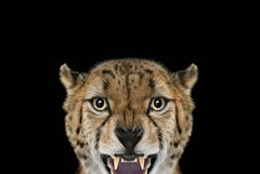 Cheetah n°3 de Brad Wilson - photographie de portrait d'animaux, chat sauvage