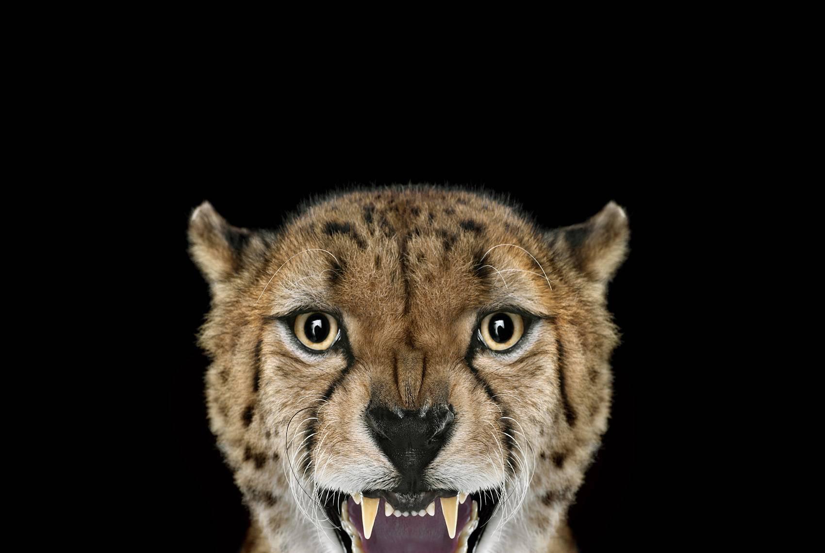 
Cheetah #3, Los Angeles, CA, 2011
 is a limited-edition photograph by contemporary artist Brad Wilson from the ‘Affinity’ series which features studio portraits of wild animals. 

This photograph is sold unframed as a print only. It is available in