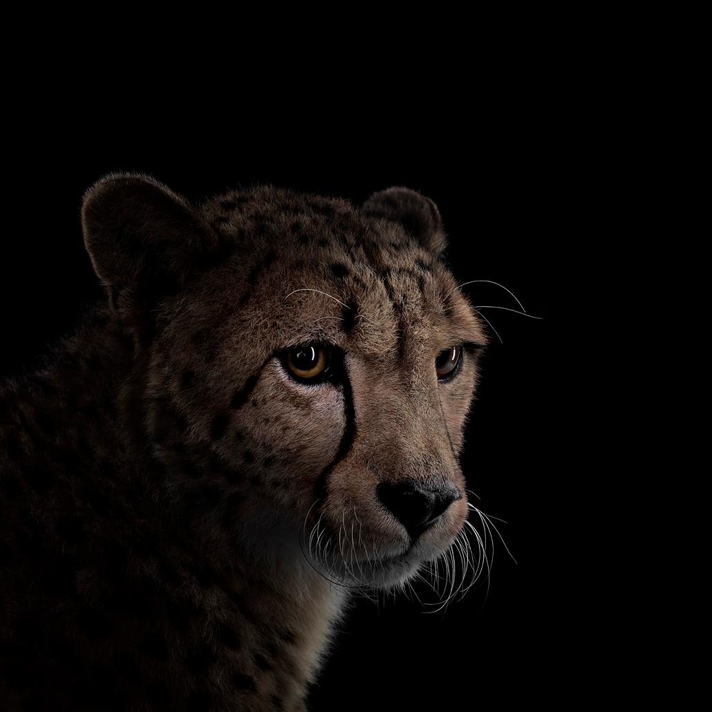 Brad Wilson Color Photograph - Cheetah #8