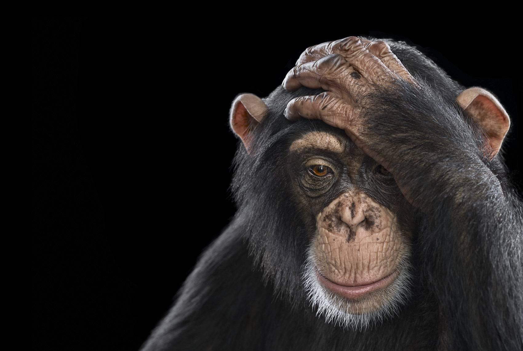 'Chimpanzee #2, Los Angeles, CA, 2010' is a limited-edition photograph by contemporary artist Brad Wilson from the ‘Affinity’ series which features studio portraits of wild animals. 

This photograph is sold unframed as a print only. It is available