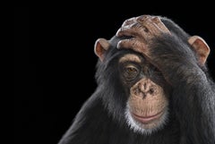 Chimpanzee #2 von Brad Wilson  Tierporträtfotografie – Tierfotografie