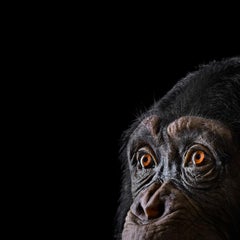 Chimpanzee #9