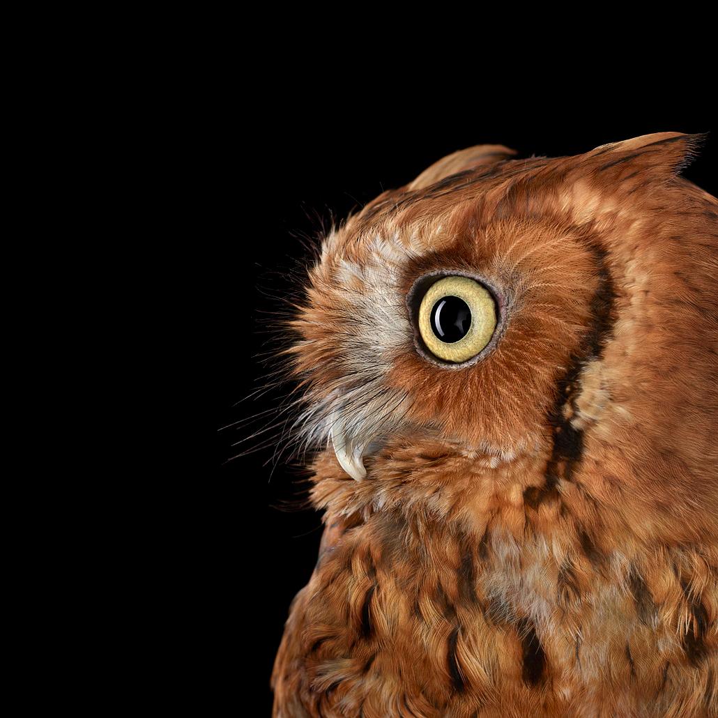 Brad Wilson Color Photograph - Eastern Screech Owl # 4