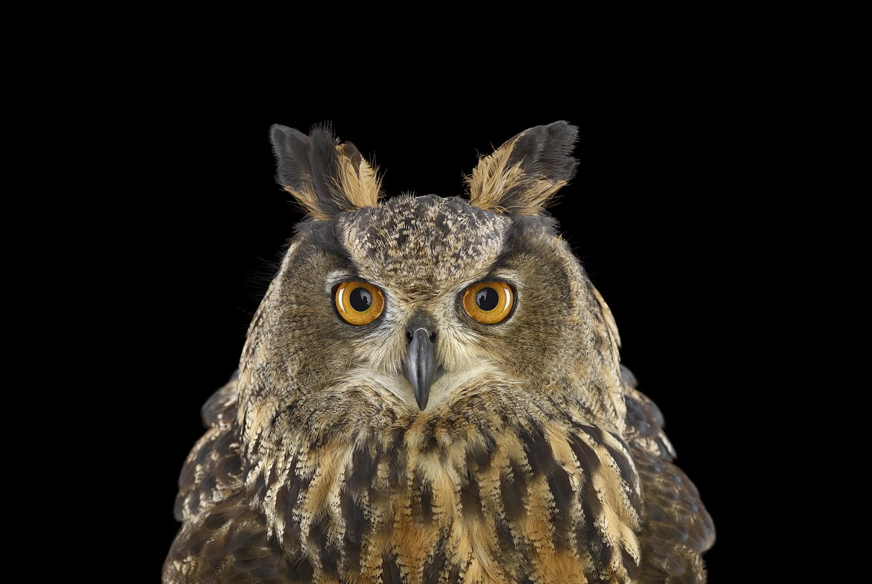 'Eurasian Eagle Owl #1, St Louis, MO, 2012' is a limited-edition photograph by contemporary artist Brad Wilson from the ‘Affinity’ series which features studio portraits of wild animals. 

This photograph is sold unframed as a print only. It is
