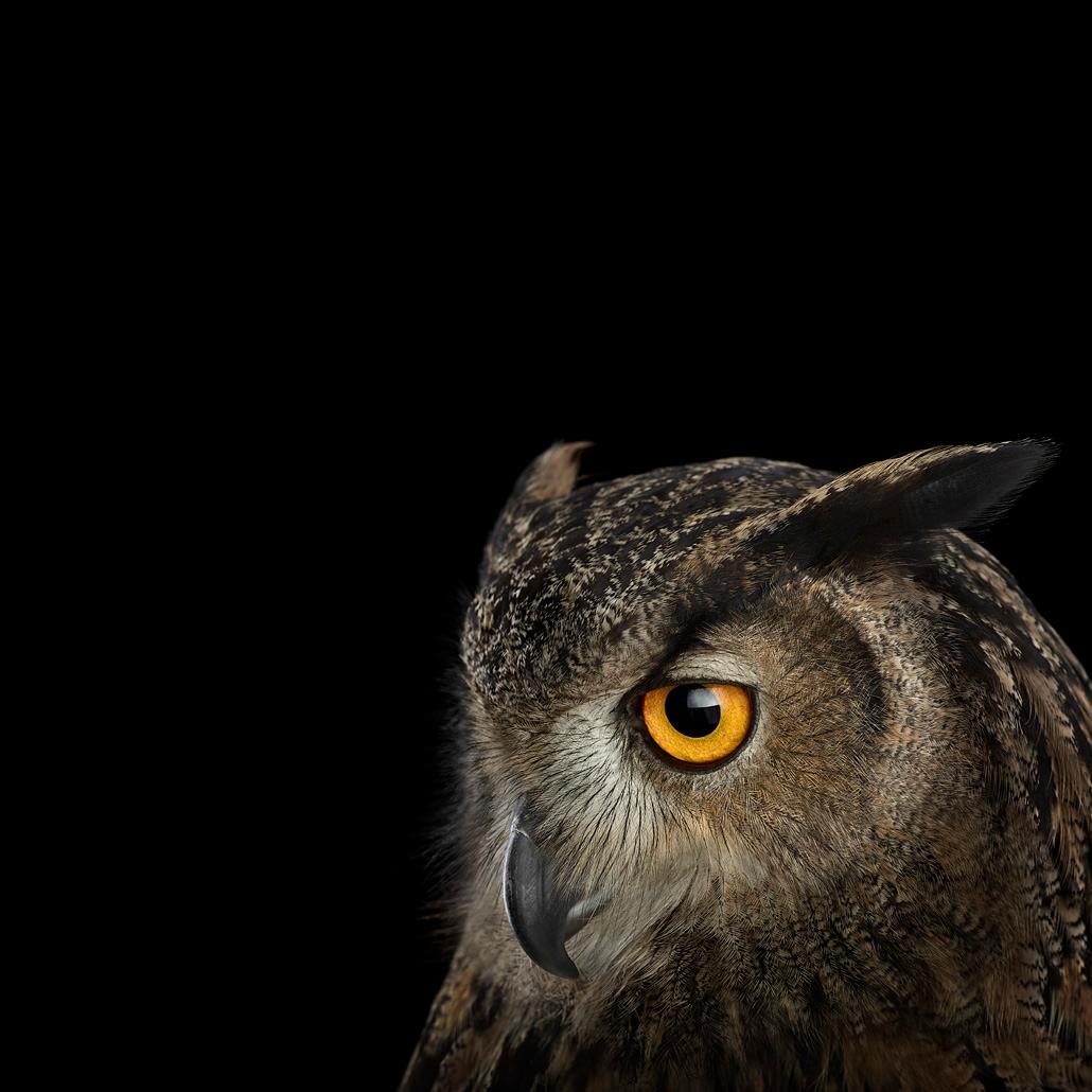 Brad Wilson Color Photograph - Eurasian Eagle Owl #5