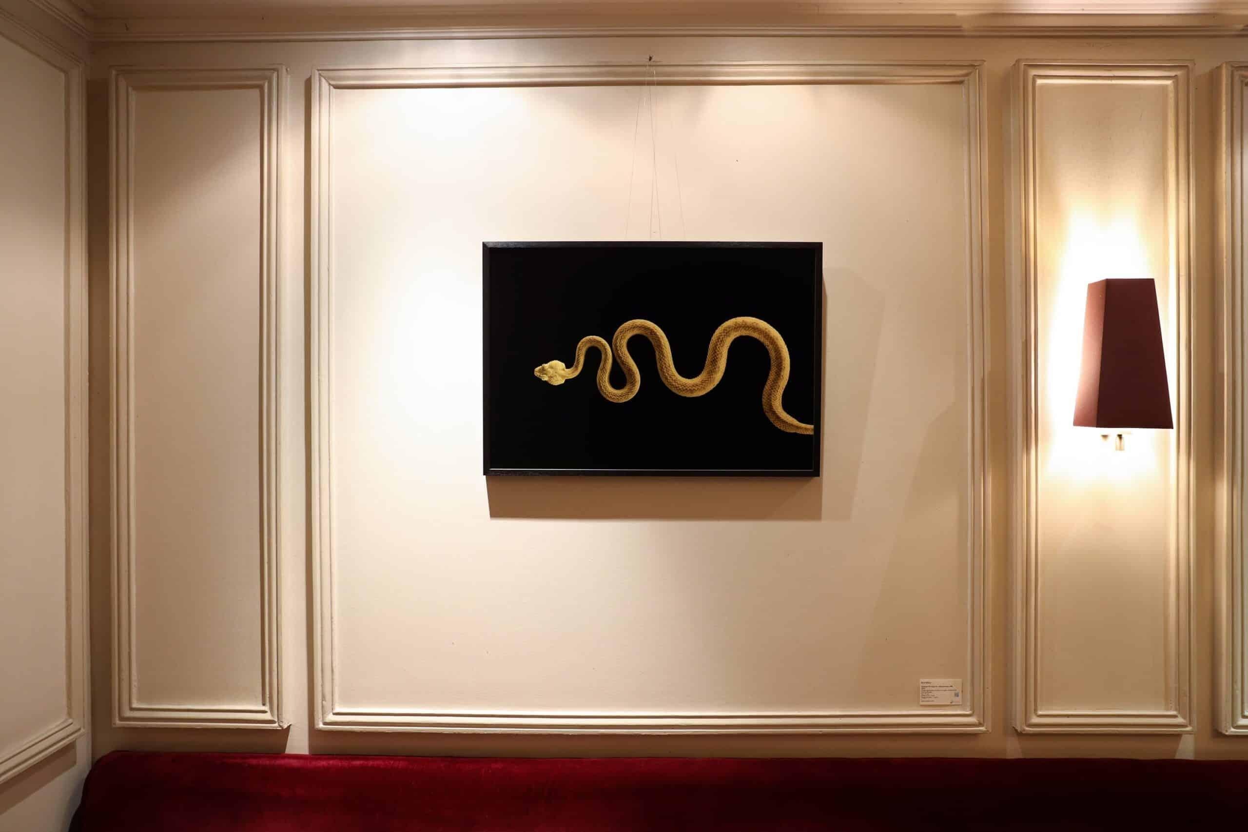 Eyelash Pit Viper #1 by Brad Wilson - Animal portrait photography, snake For Sale 2