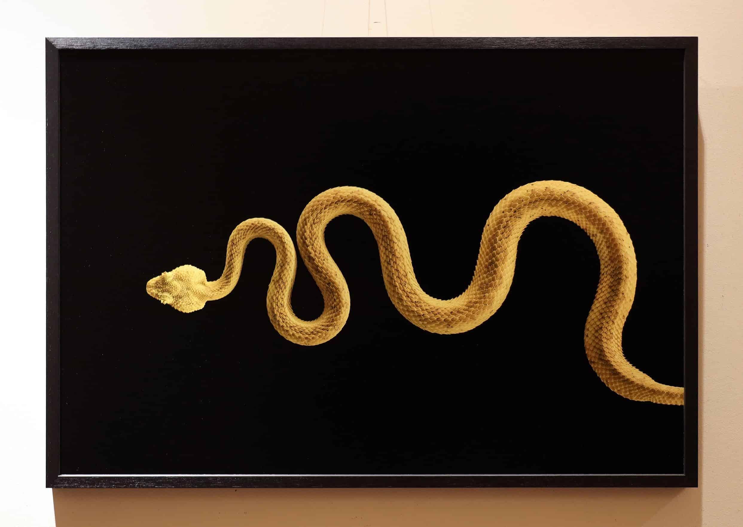 Eyelash Pit Viper #1 by Brad Wilson - Animal portrait photography, snake For Sale 3