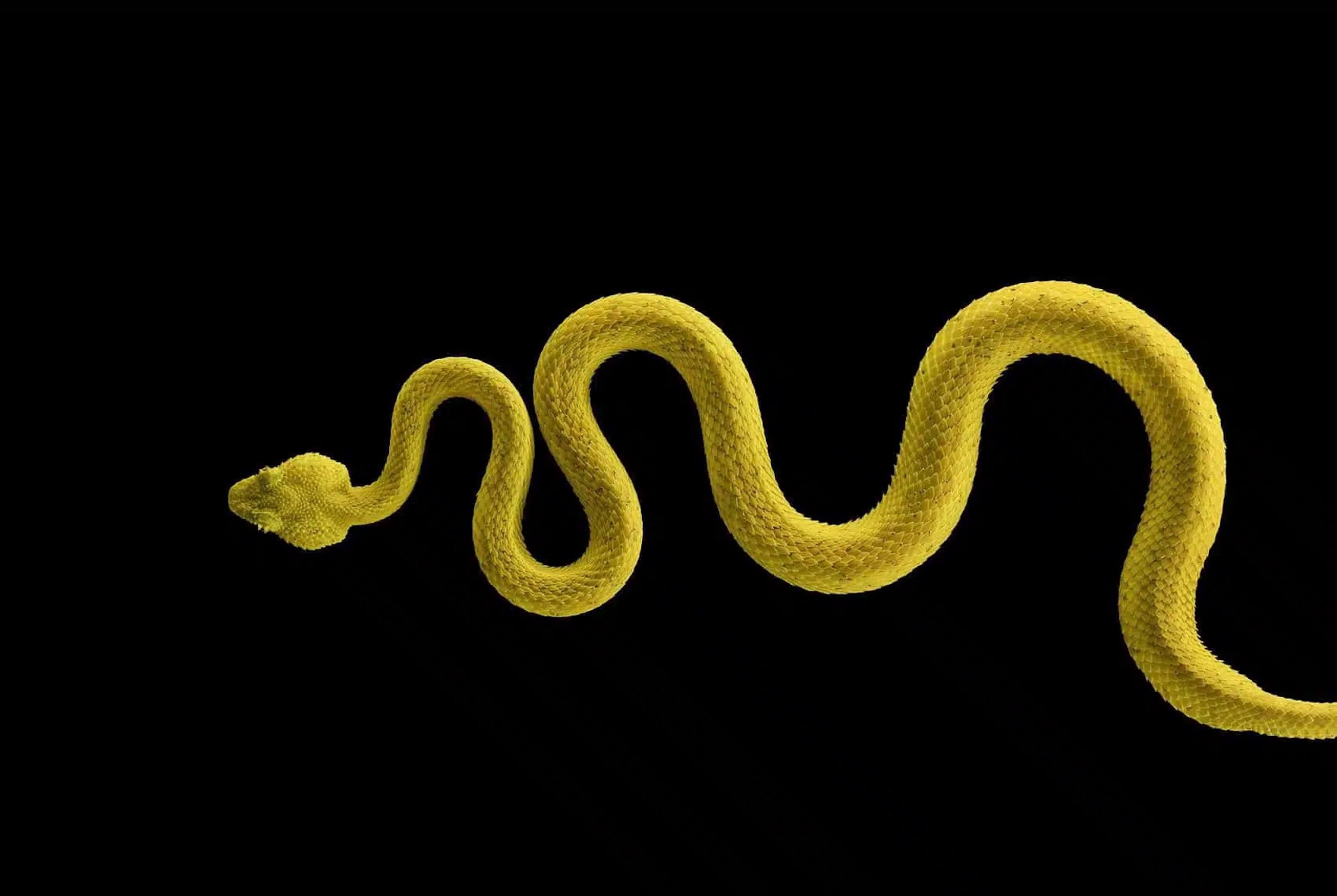 Eyelash Pit Viper #1 von Brad Wilson – Tierporträtfotografie, Schlange