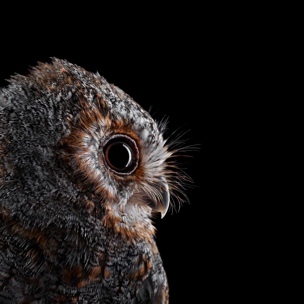Brad Wilson Color Photograph - Flammulated Owl #5