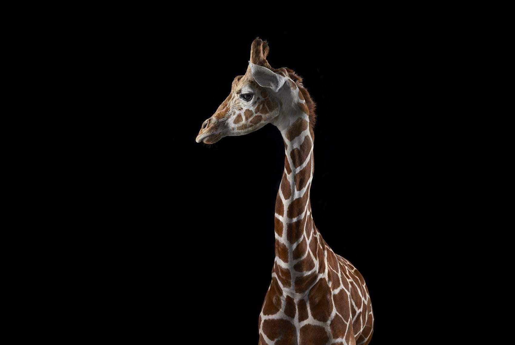 'Giraffe #3, Los Angeles, CA, 2011' is a limited-edition photograph by contemporary artist Brad Wilson from the ‘Affinity’ series which features studio portraits of wild animals. 

This photograph is sold unframed as a print only. It is available in