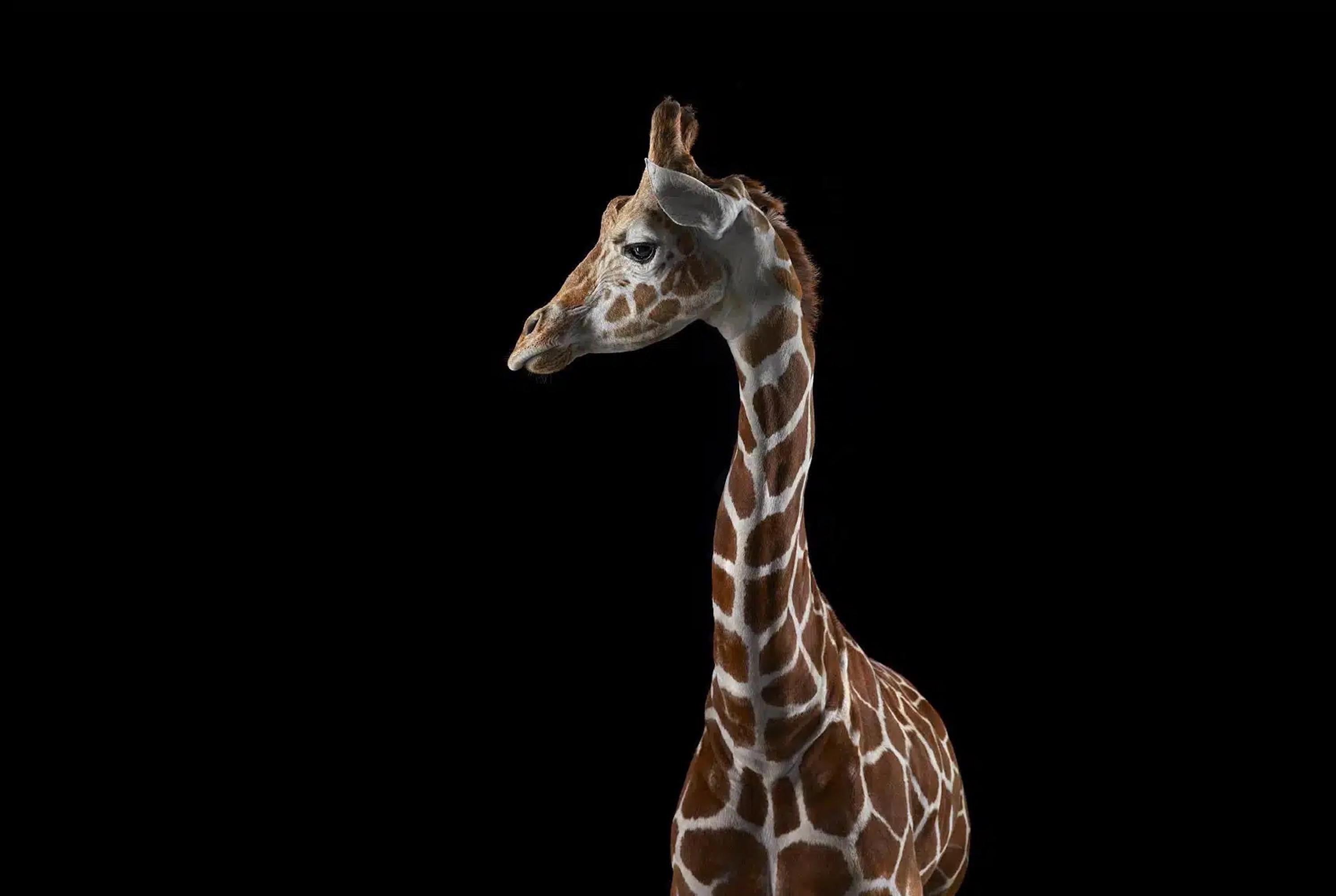 Girafe #3 par Brad Wilson - Photographie de portrait d'animaux