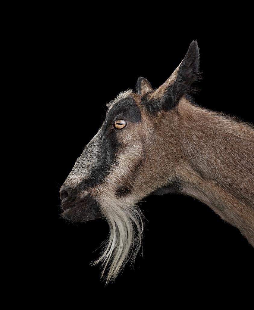 Brad Wilson Color Photograph - Goat #1