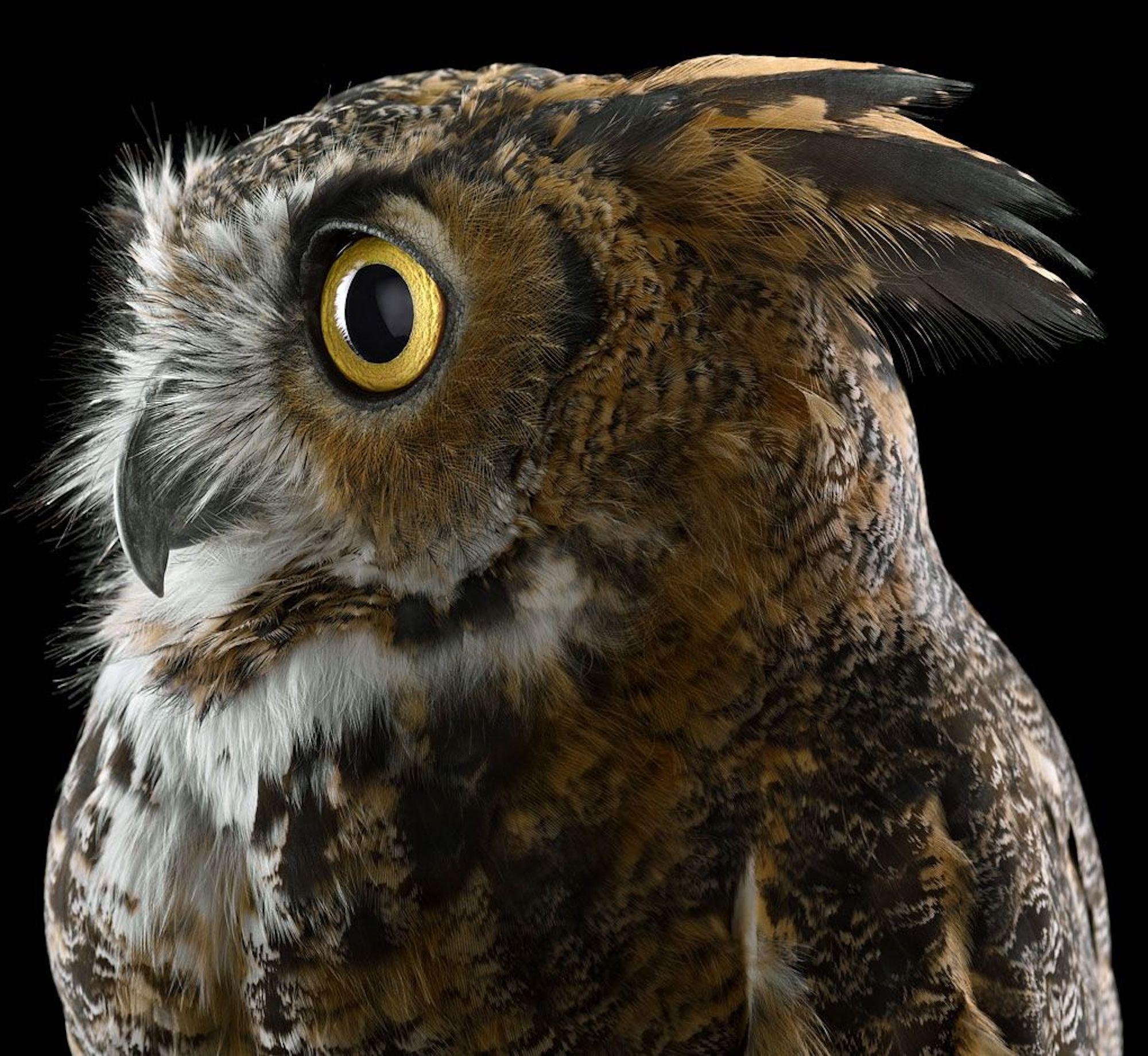 Great Horned Owl #1 von Brad Wilson - Tierporträtfotografie, Wildvogel im Angebot 2