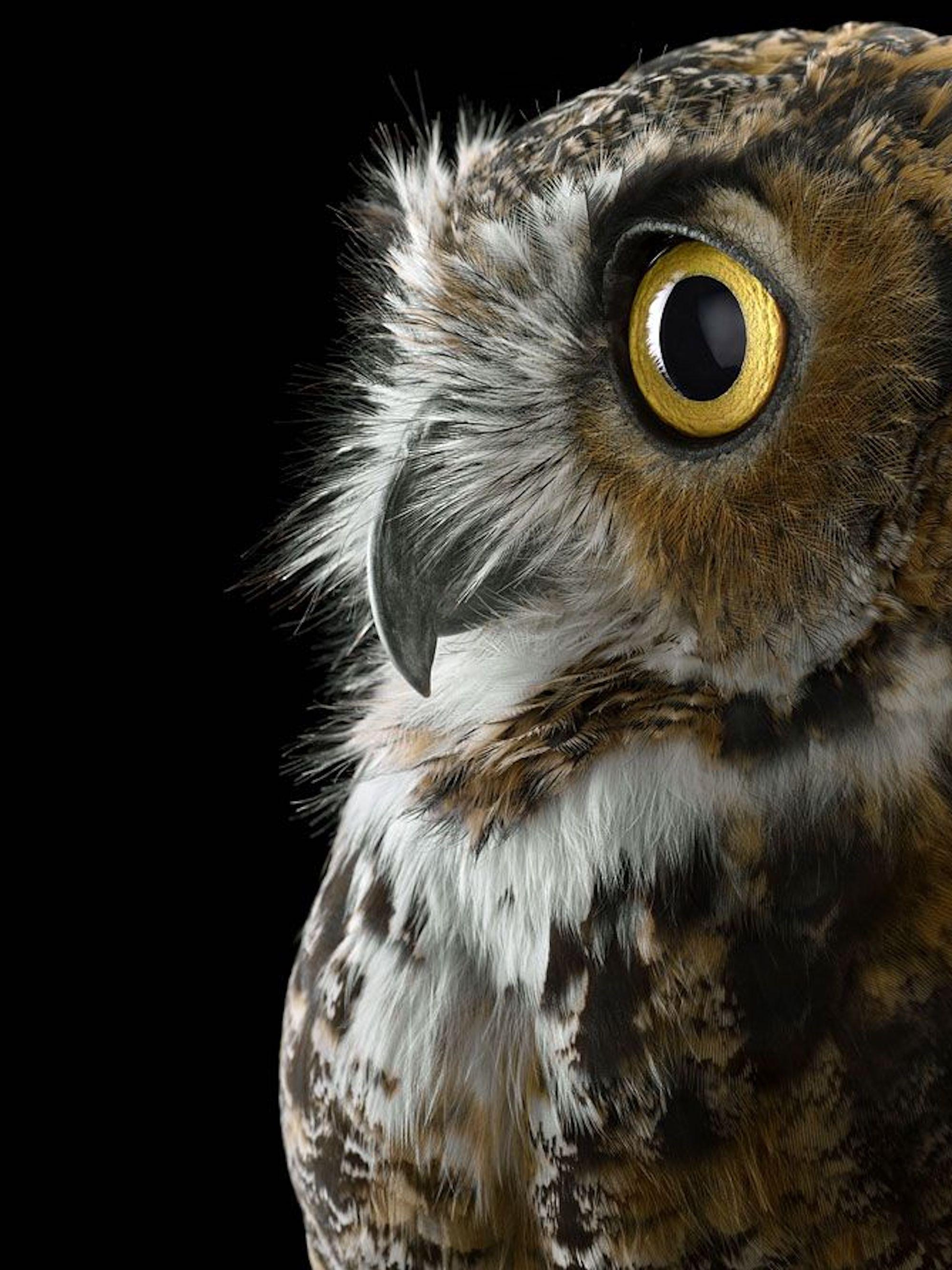 Great Horned Owl #1 by Brad Wilson - Animal portrait photography, wild bird For Sale 3