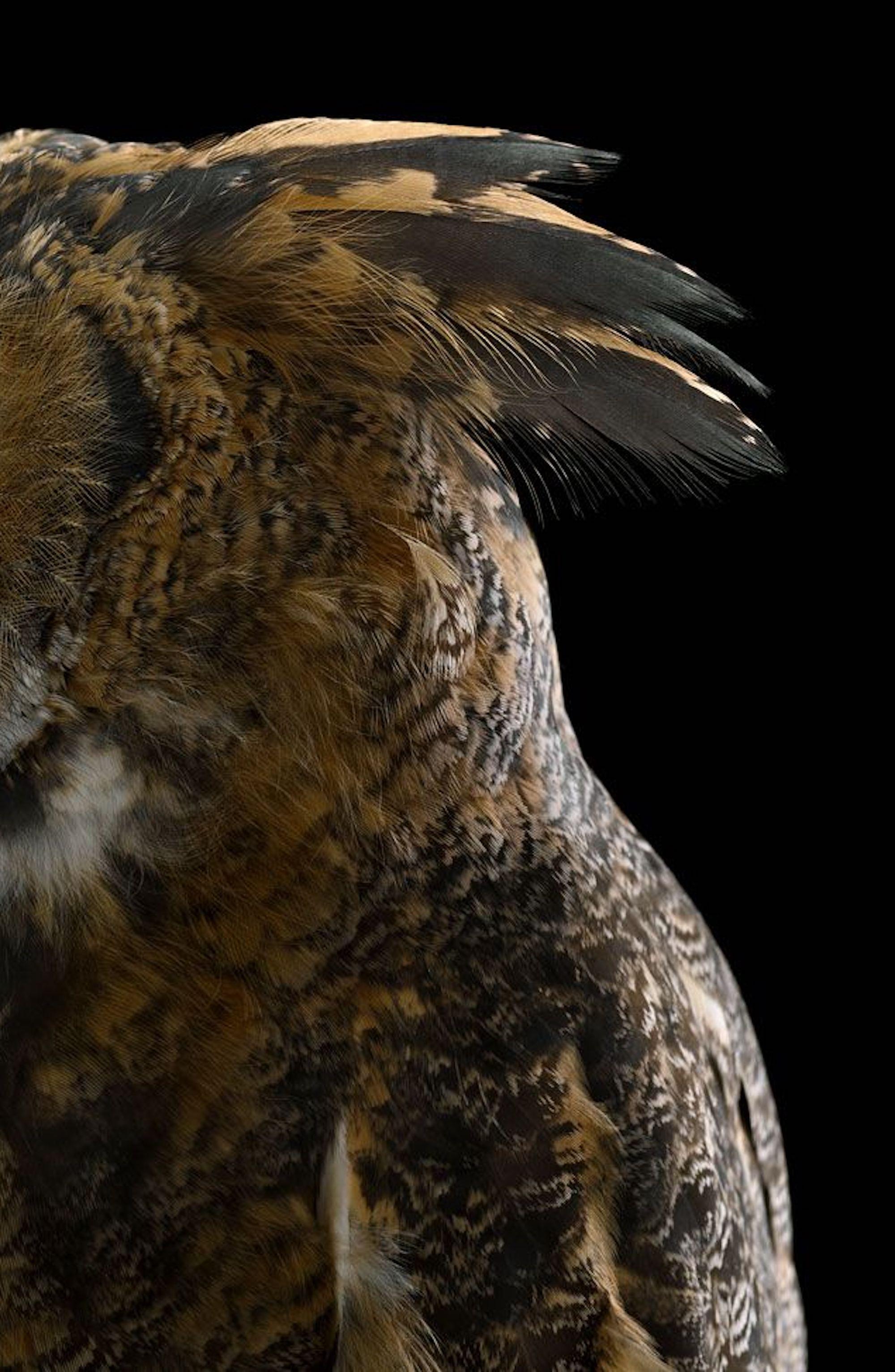 Great Horned Owl #1 by Brad Wilson - Animal portrait photography, wild bird For Sale 4