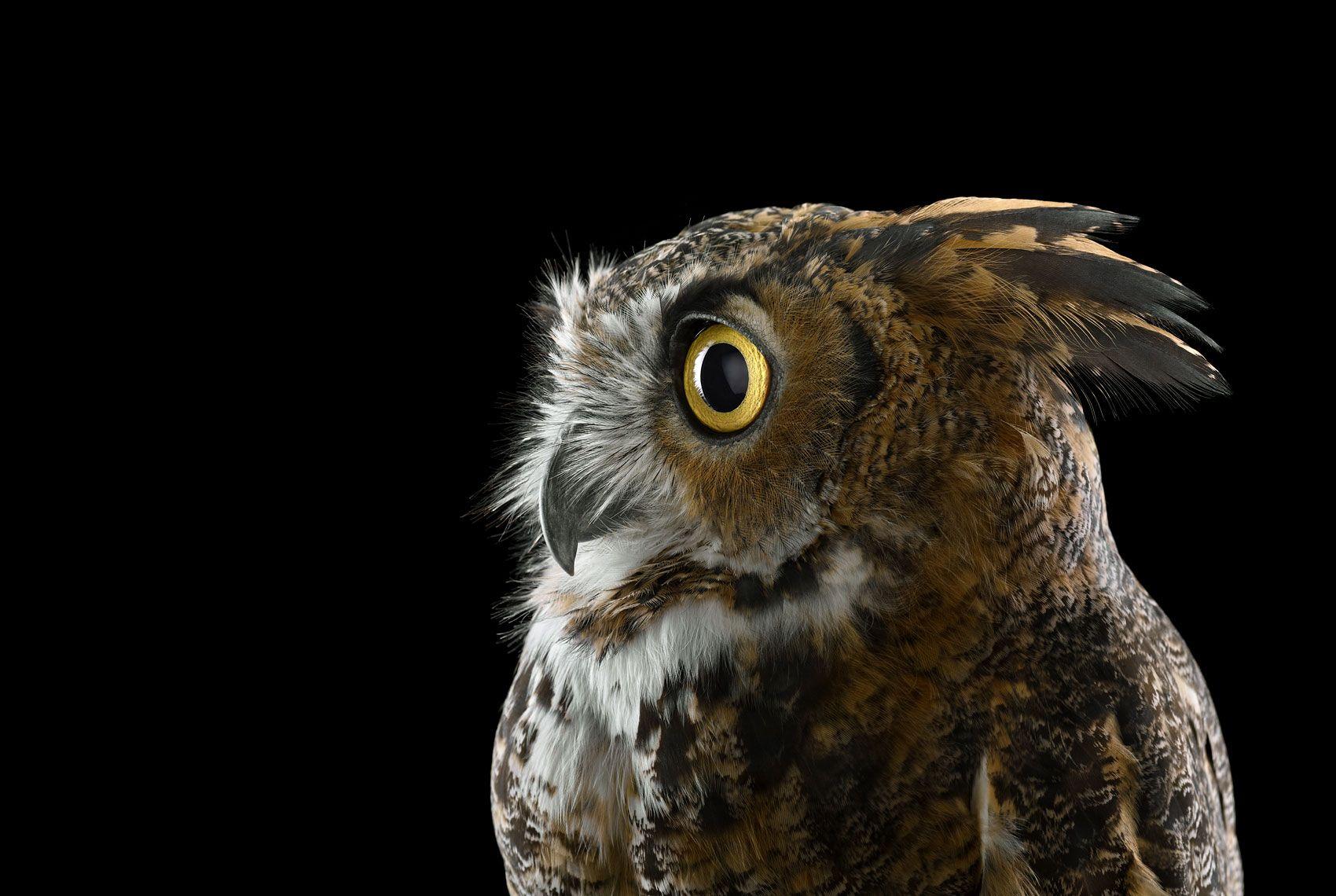 Great Horned Owl #1, Espanola, NM, 2011" ist eine limitierte Auflage eines Fotos des zeitgenössischen Künstlers Brad Wilson aus der Serie "Affinity", die Studio-Porträts von Wildtieren zeigt. 

Dieses Foto wird nur als ungerahmter Abzug verkauft. Es