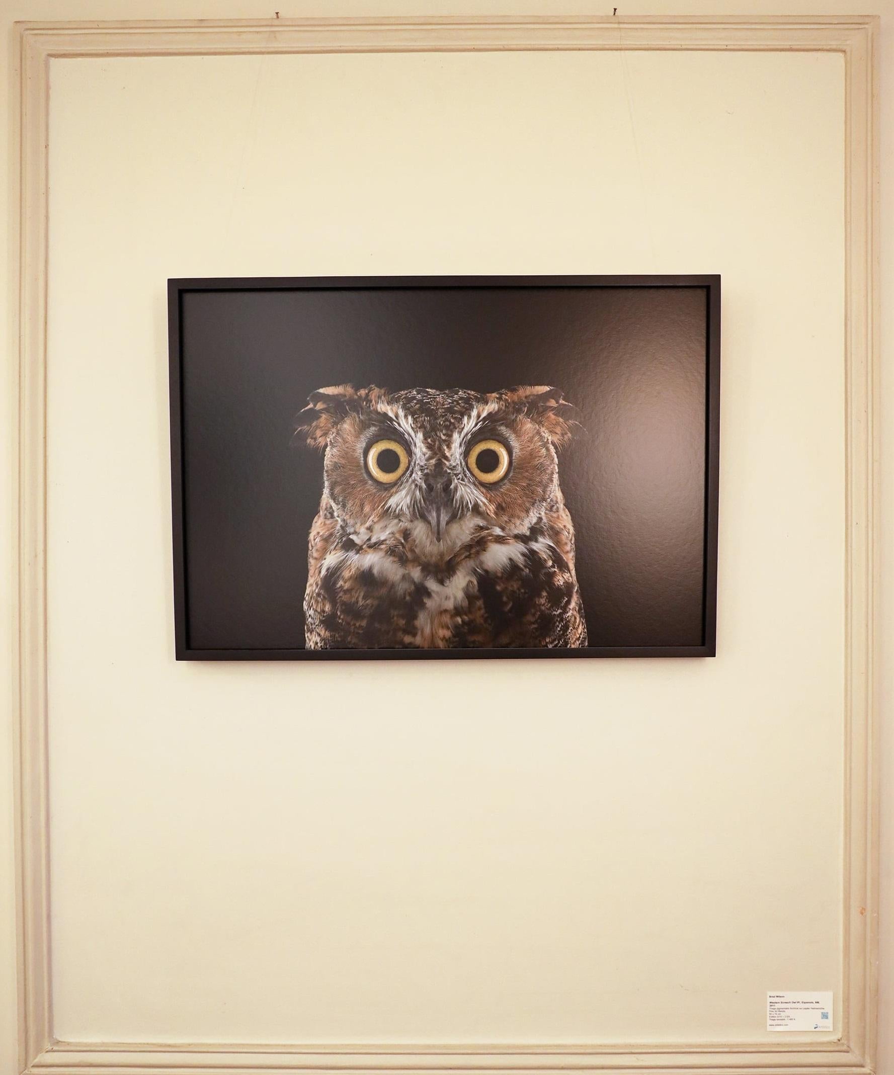 Great Horned Owl #3 by Brad Wilson - Animal portrait photography, wild bird For Sale 1