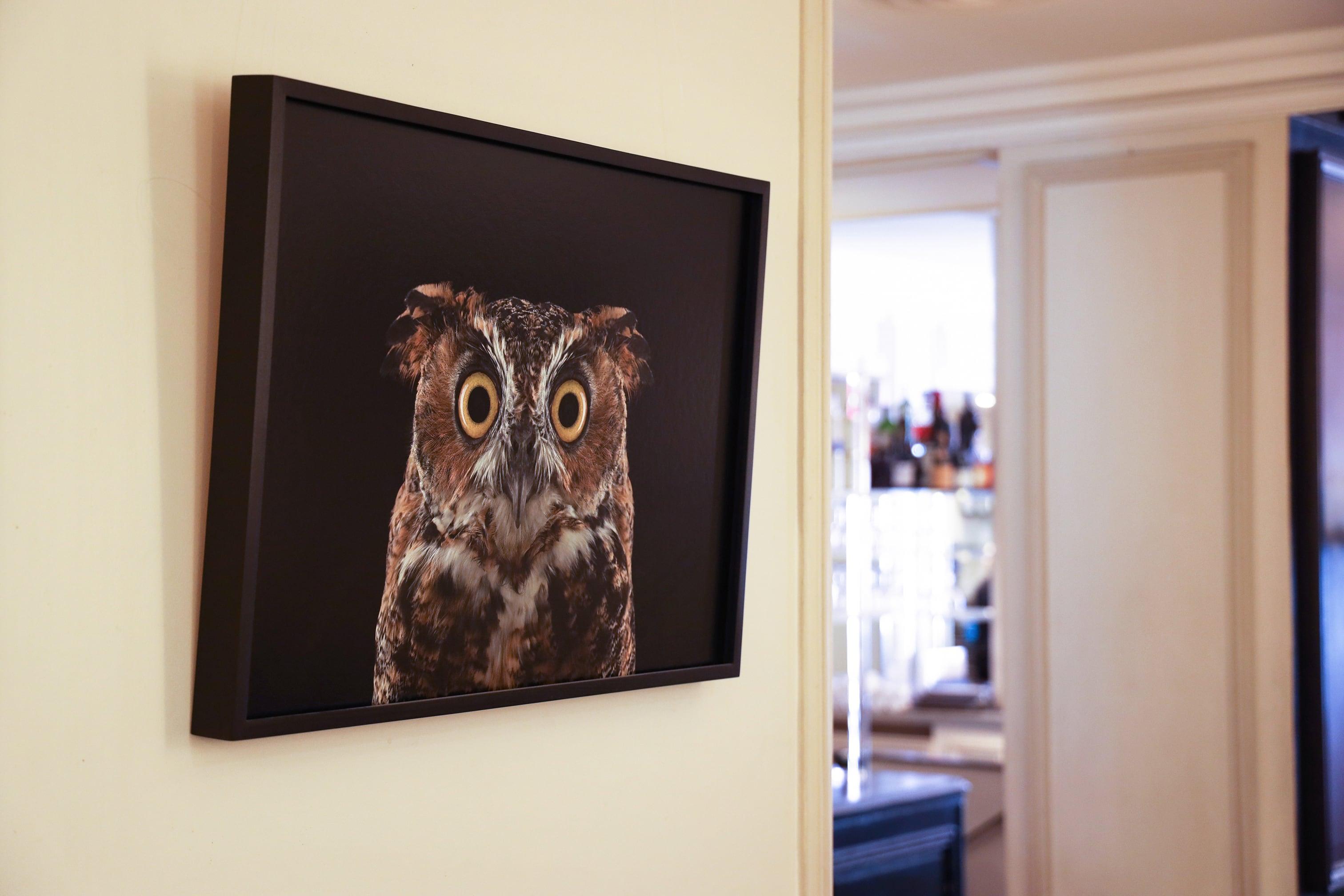 Great Horned Owl #3 von Brad Wilson - Tierporträtfotografie, Wildvogel im Angebot 2