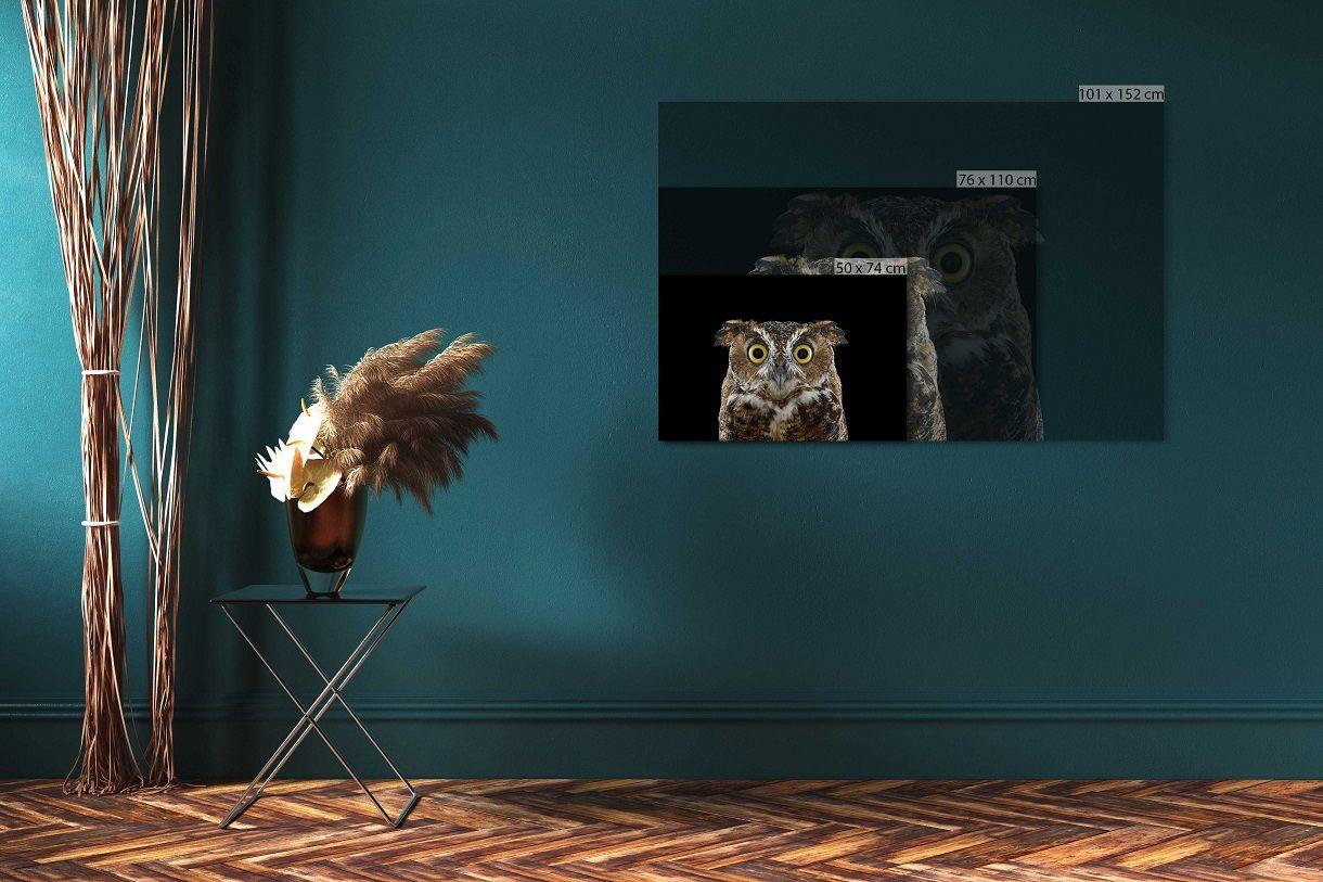 Great Horned Owl #3 von Brad Wilson - Tierporträtfotografie, Wildvogel im Angebot 3