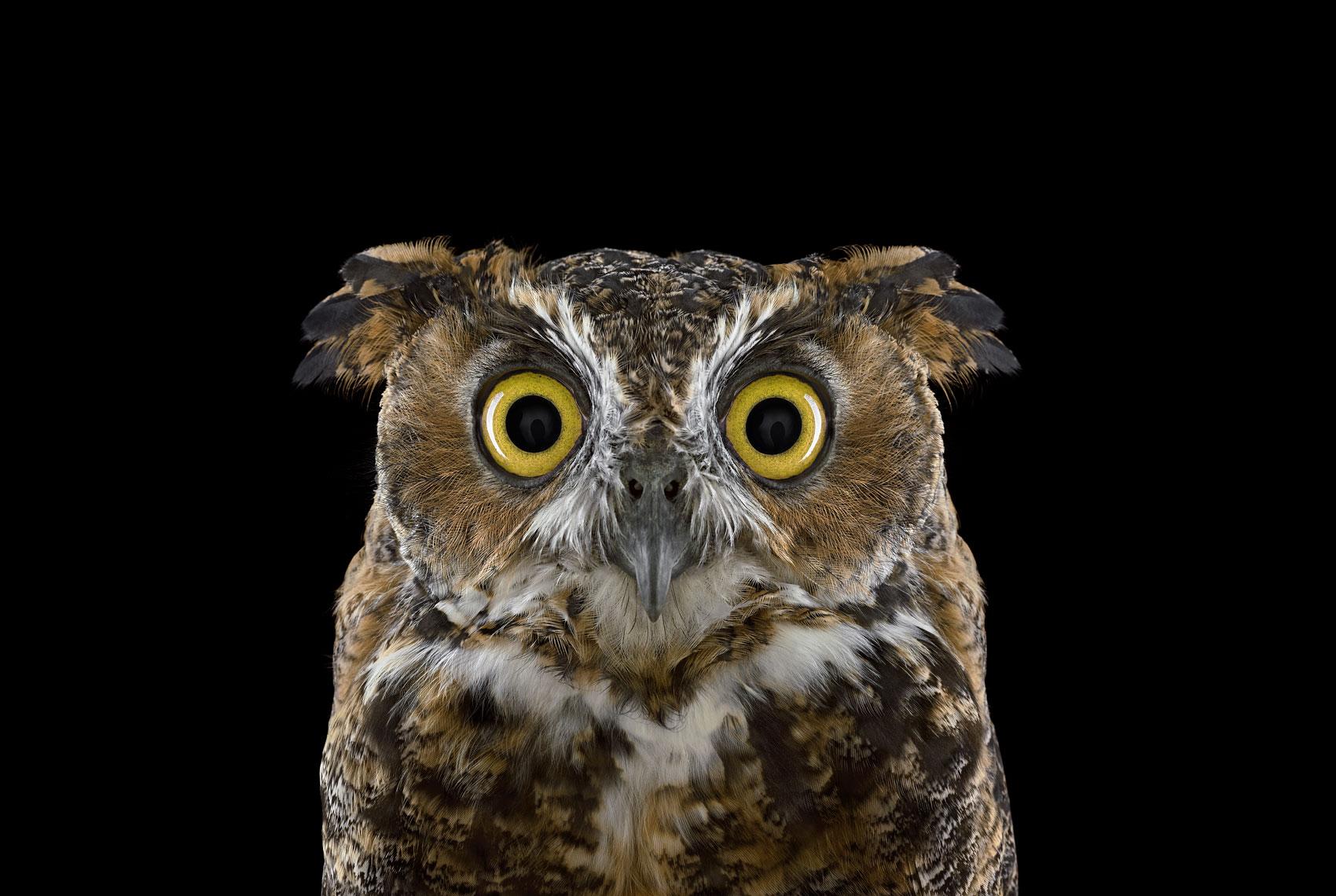 Great Horned Owl #3, Espanola, NM, 2011" ist eine limitierte Auflage eines Fotos des zeitgenössischen Künstlers Brad Wilson aus der Serie "Affinity", die Studio-Porträts von Wildtieren zeigt. 

Dieses Foto wird nur als ungerahmter Abzug verkauft. Es