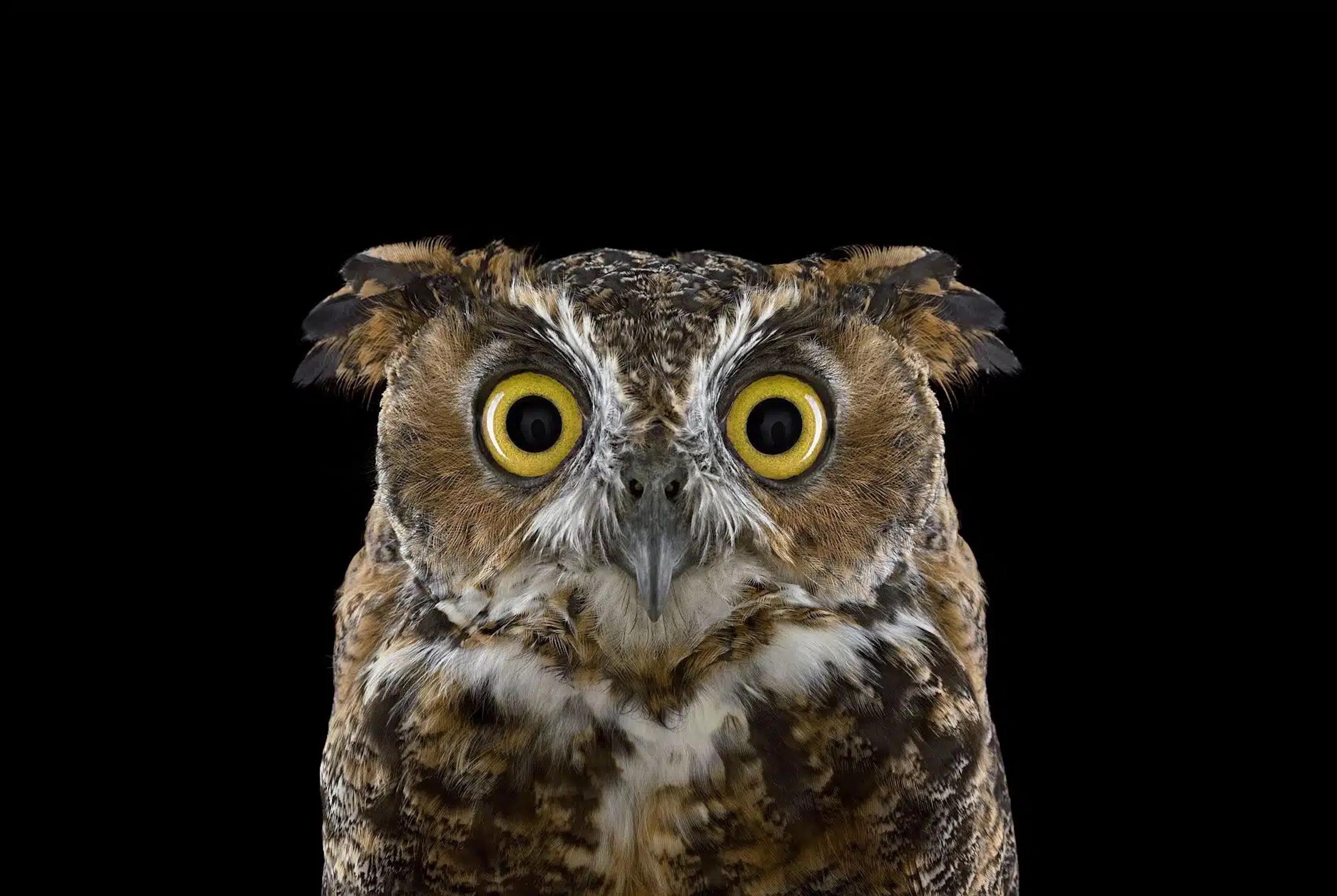 Great Horned Owl #3 von Brad Wilson - Tierporträtfotografie, Wildvogel