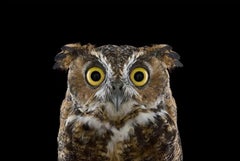 Great Horned Owl #3 von Brad Wilson - Tierporträtfotografie, Wildvogel